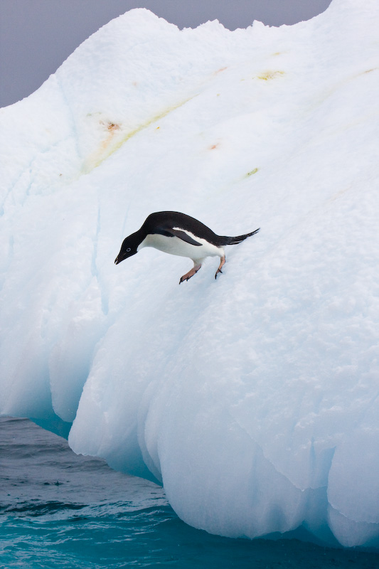 Adélie Penguin Diving Off Iceberg